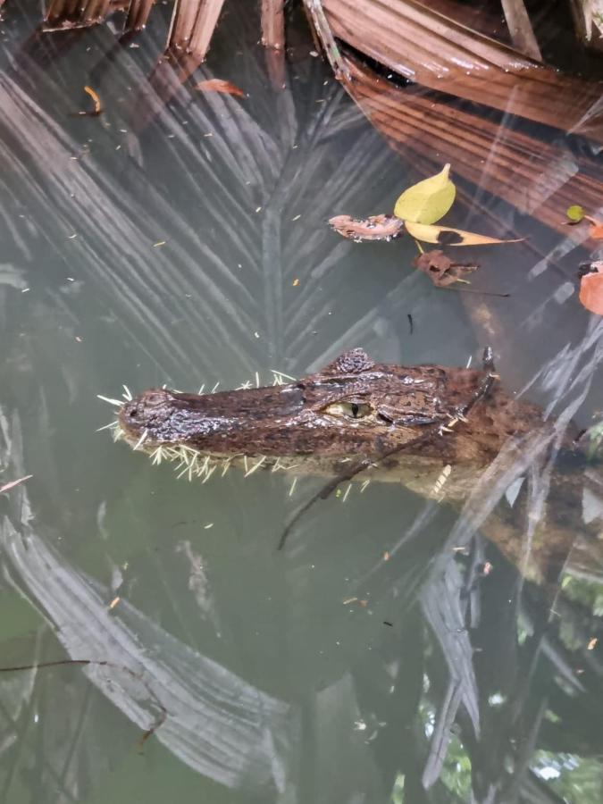 Tortuguero Villas Kültér fotó