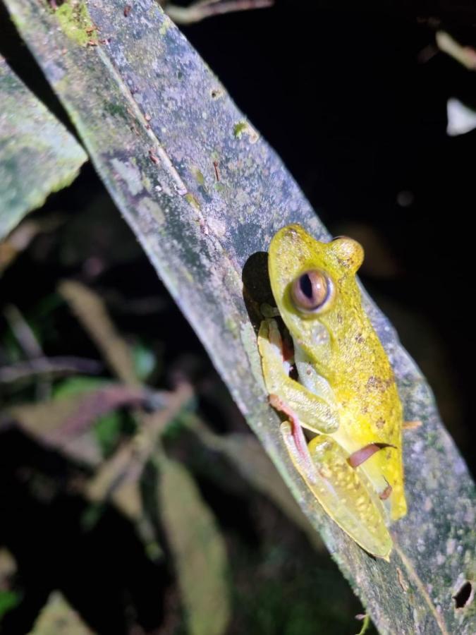 Tortuguero Villas Kültér fotó