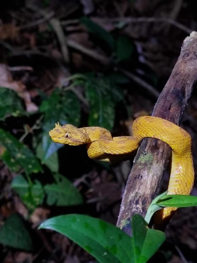 Tortuguero Villas Kültér fotó