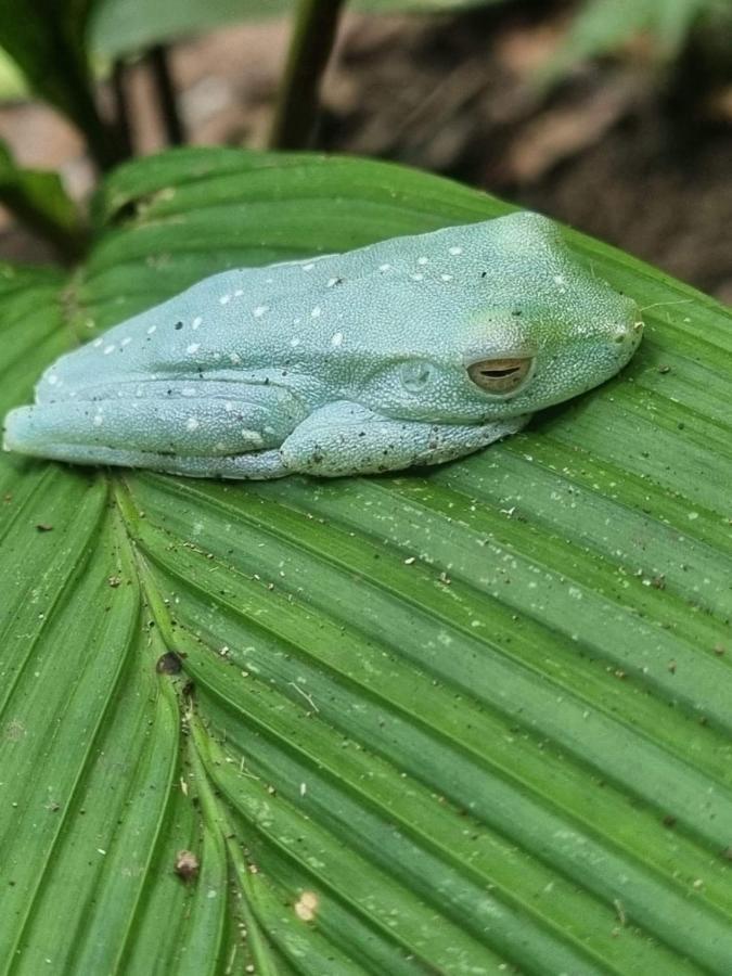 Tortuguero Villas Kültér fotó