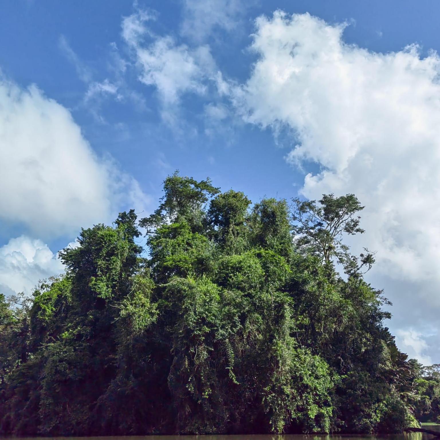 Tortuguero Villas Kültér fotó
